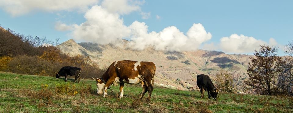 Vacas Cabanninas pastando en Val Cichero